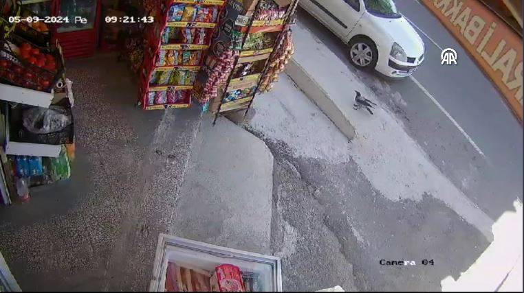 Bakkaldan cips çalan karga suçüstü yakalandı! Etrafı kolaçan etti paketi alıp kaçtı - Resim: 5